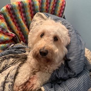 Meet your Posher, Shaina